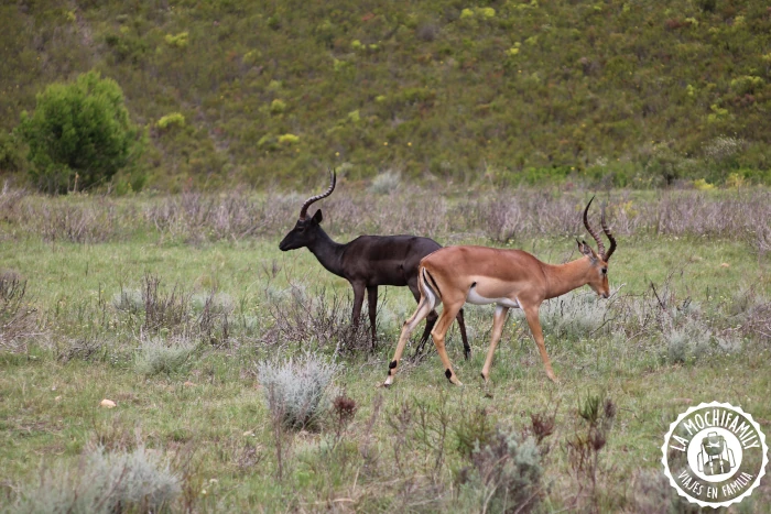 Black impala en la reserva privada de la Garden Route