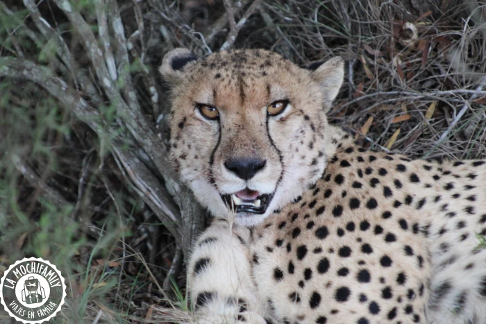 Cara de un guepardo en la reserva privada de Botlierskop, en la Garden Route