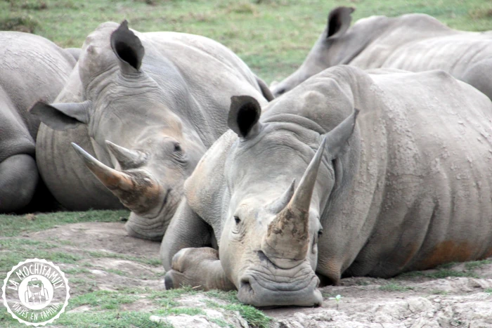 Familia de rinocerontes en el safari de la Ruta Jardín, en Botlieroskop