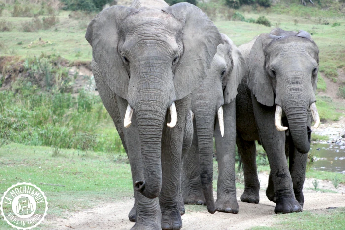 Tres elefantes en primer plano en el safari de Botlierskop