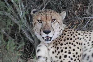 Safari en Botlierskop, en Sudáfrica