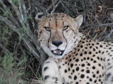 Safari en Botlierskop, en Sudáfrica
